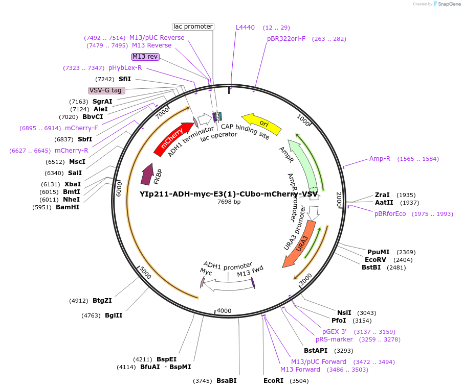 212740-plasmid-map-sequence-id-420146