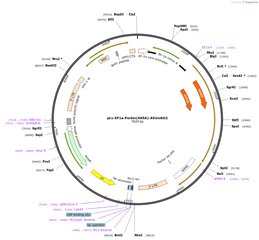 213557-plasmid-map-sequence-id-420154