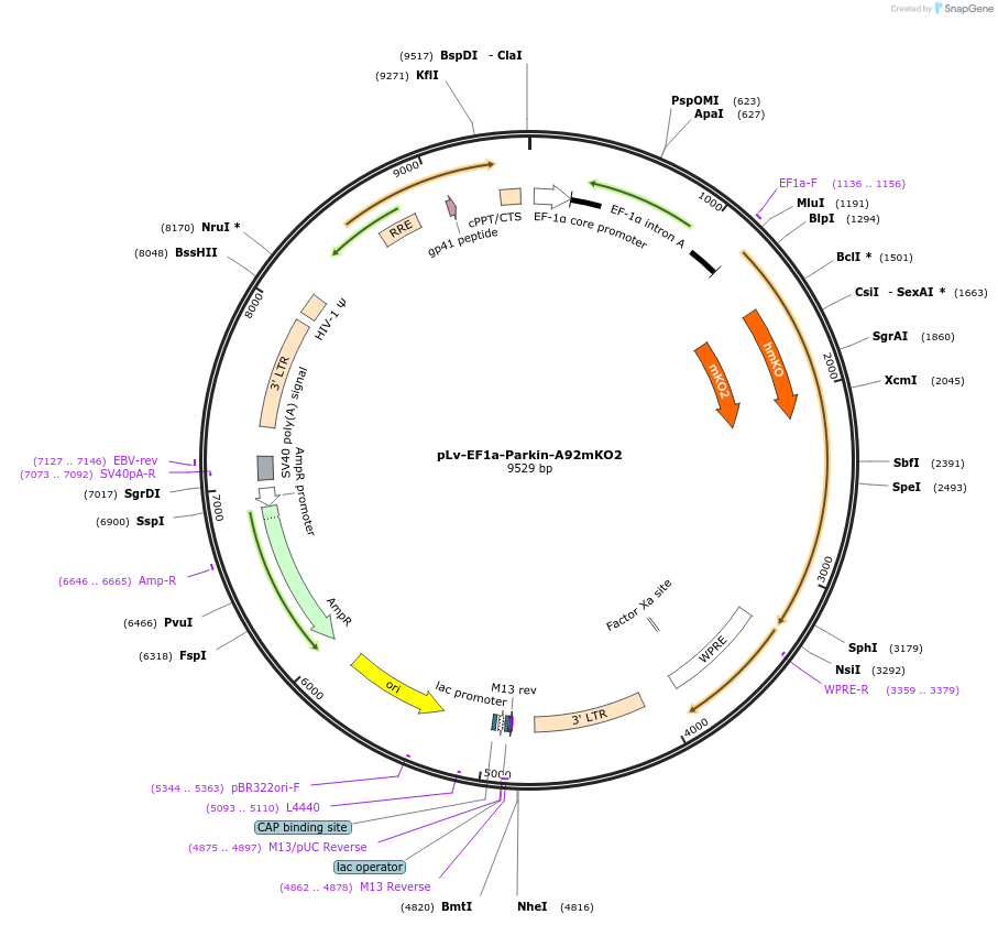 213559-plasmid-map-sequence-id-420158