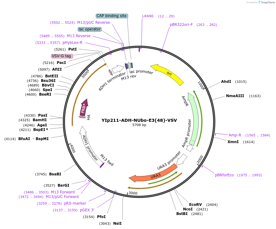 212742-plasmid-map-sequence-id-420161