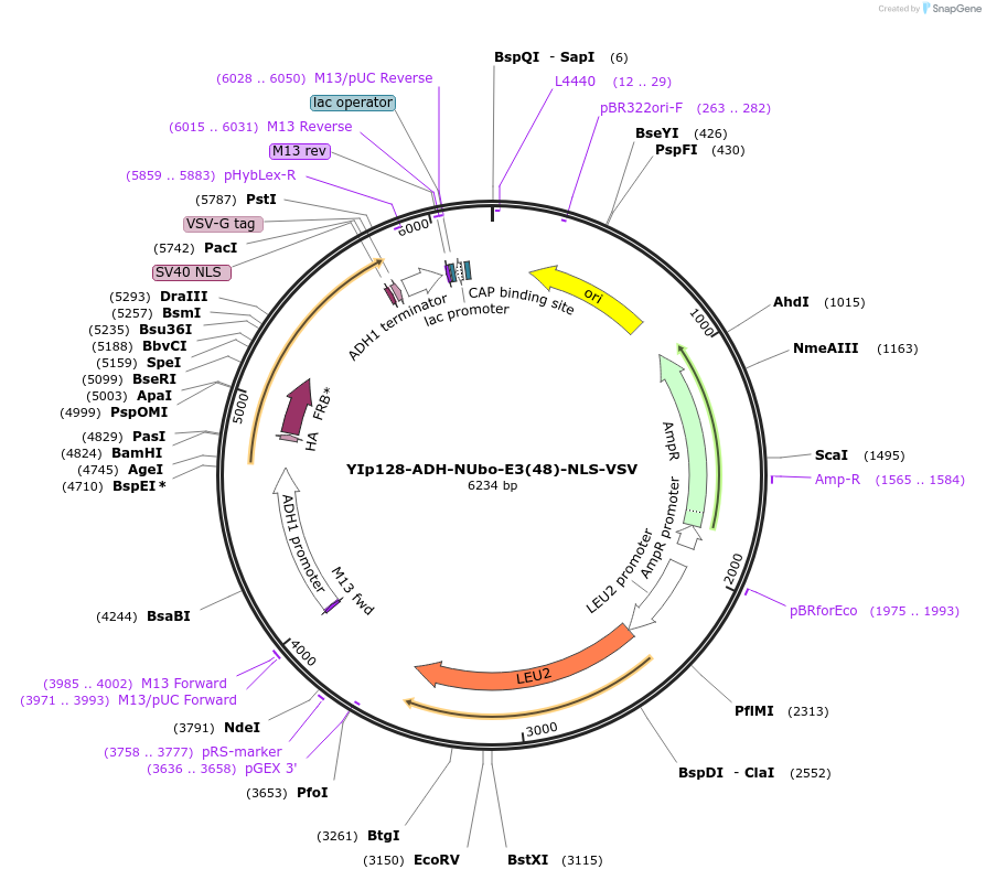 212745-plasmid-map-sequence-id-420163