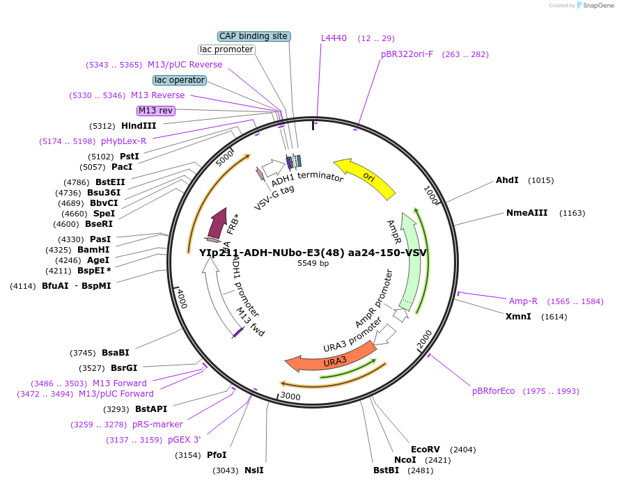 212747-plasmid-map-sequence-id-420164
