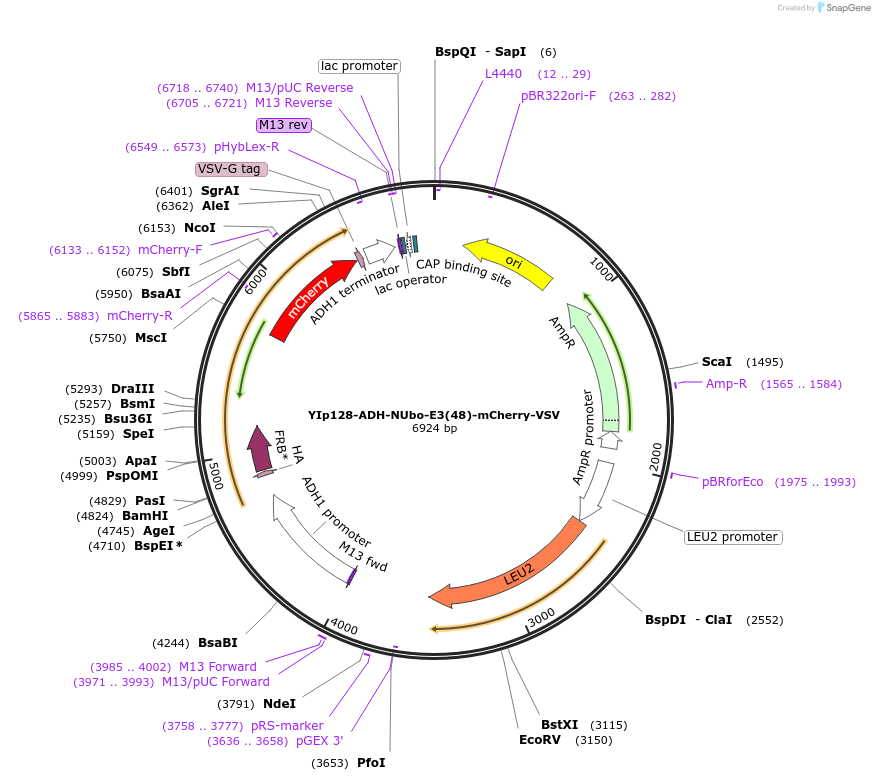 212748-plasmid-map-sequence-id-420165