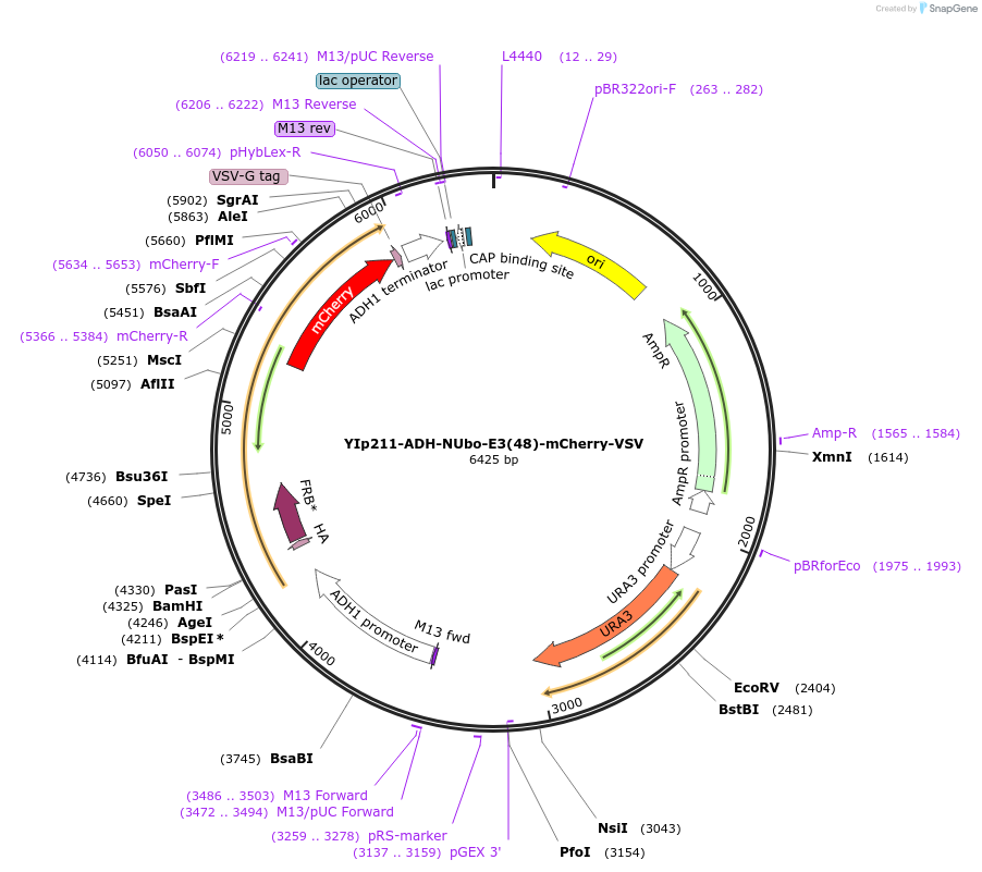 212749-plasmid-map-sequence-id-420166