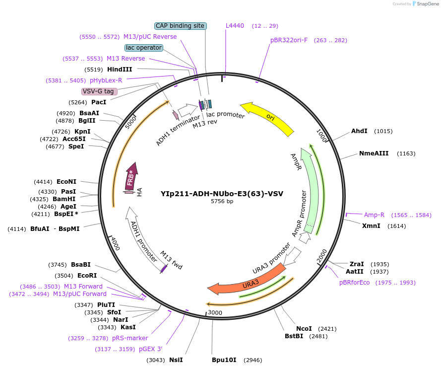 212751-plasmid-map-sequence-id-420169