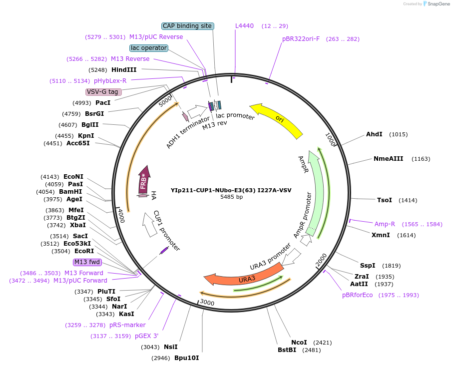 212757-plasmid-map-sequence-id-420173