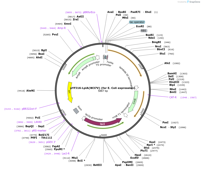 34838-plasmid-map-sequence-id-42021