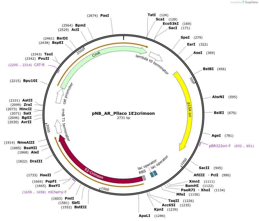 205216-plasmid-map-sequence-id-420216