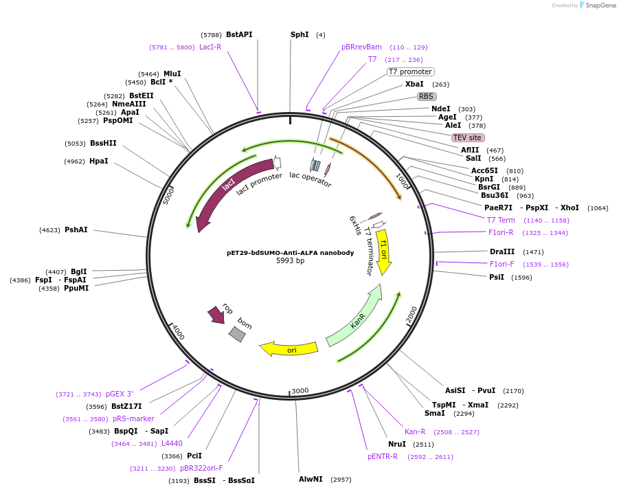 212311-plasmid-map-sequence-id-420220