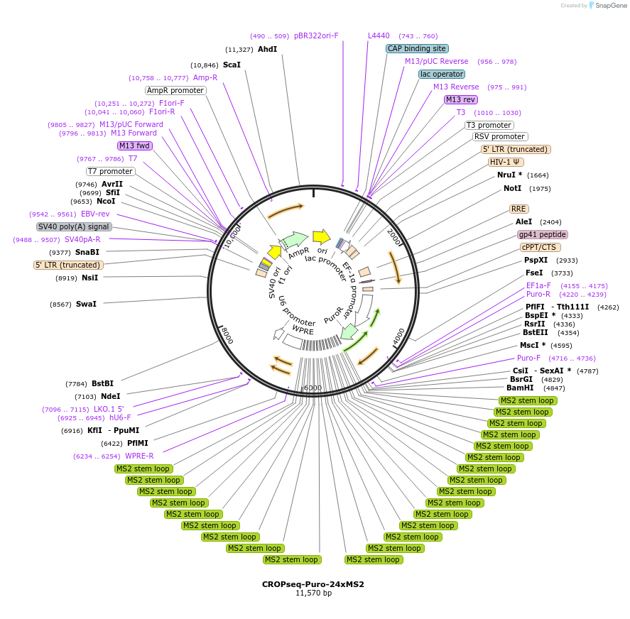212629-plasmid-map-sequence-id-420222