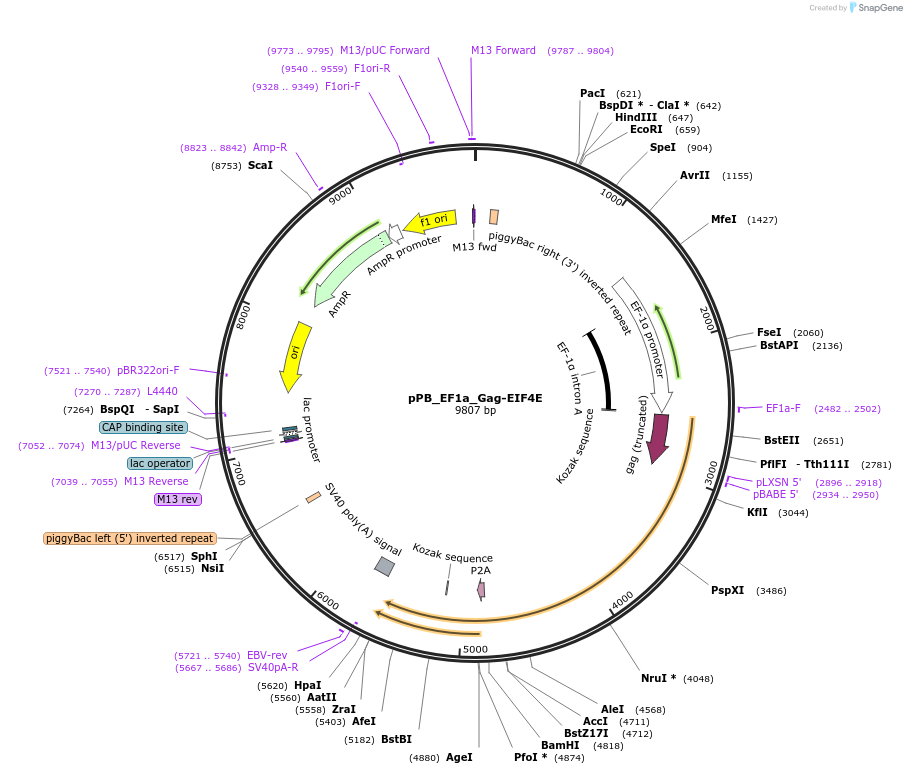 212657-plasmid-map-sequence-id-420223