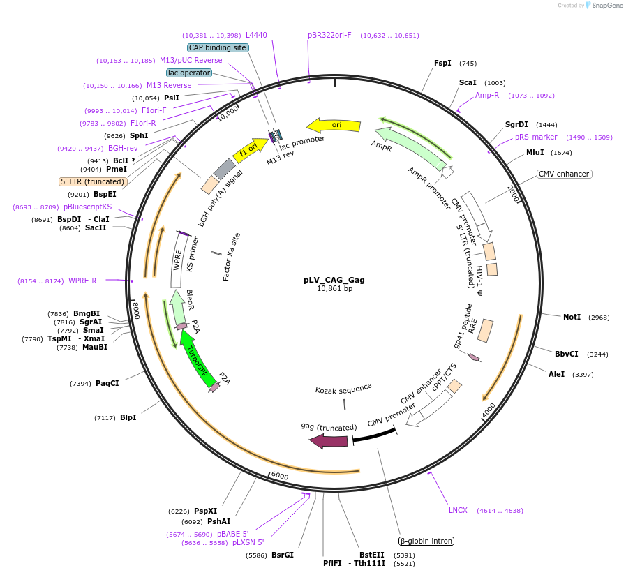 212634-plasmid-map-sequence-id-420227