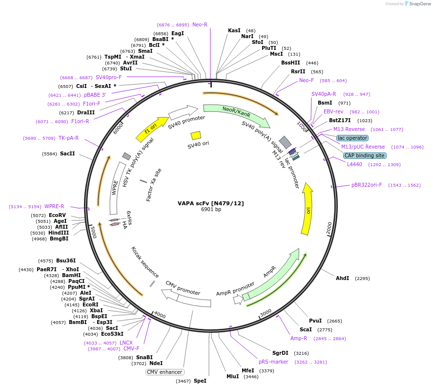 206741-plasmid-map-sequence-id-420233