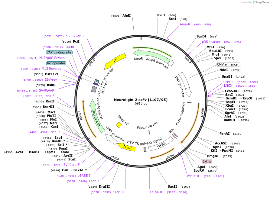206764-plasmid-map-sequence-id-420234