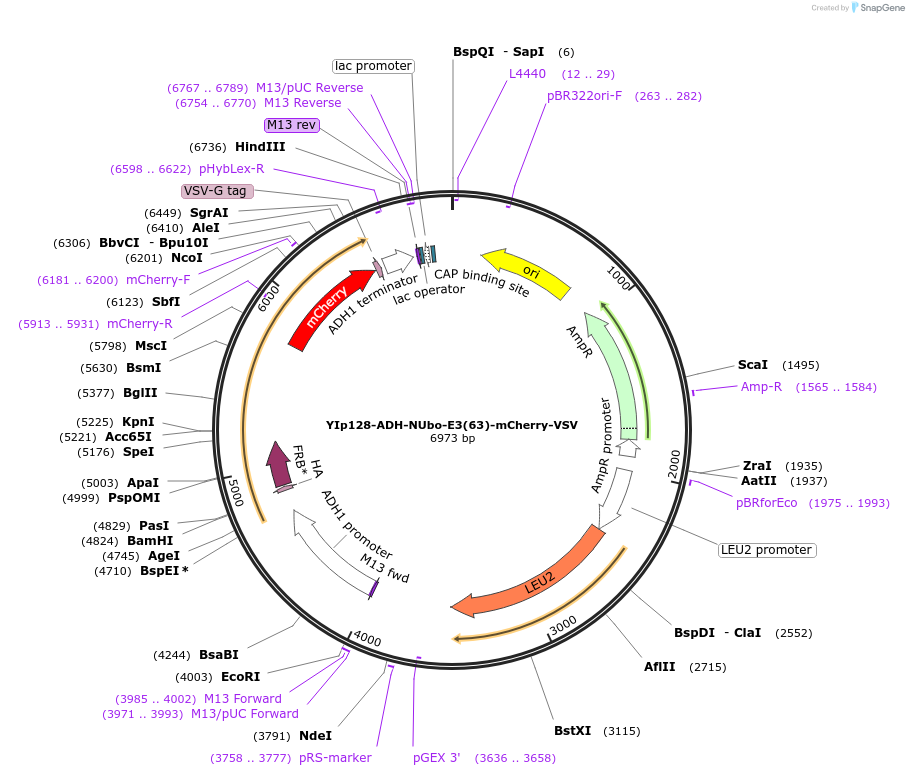 212758-plasmid-map-sequence-id-420236