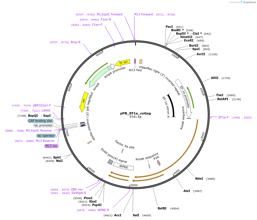 212656-plasmid-map-sequence-id-420237