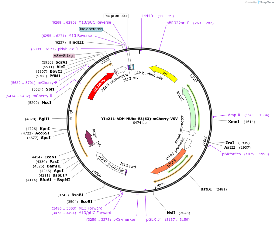 212759-plasmid-map-sequence-id-420238