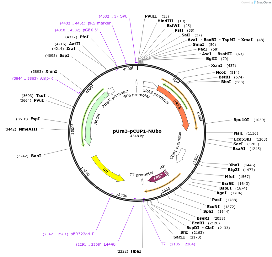 212760-plasmid-map-sequence-id-420240
