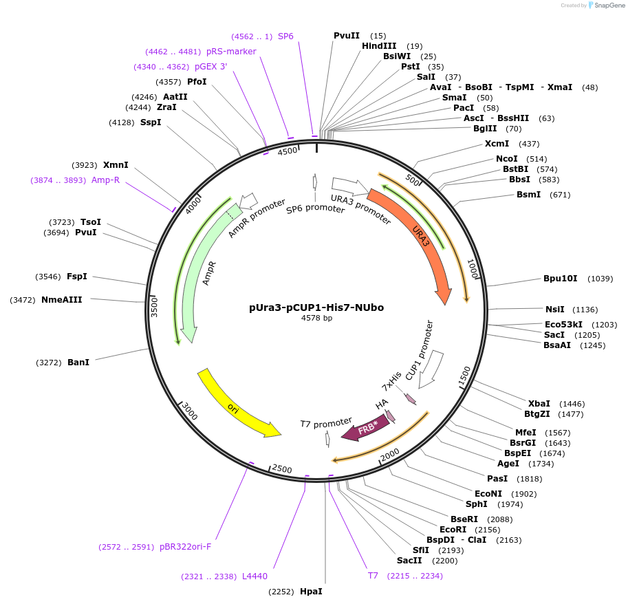 212761-plasmid-map-sequence-id-420241