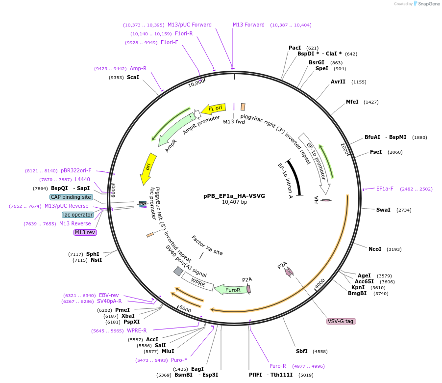 212647-plasmid-map-sequence-id-420243