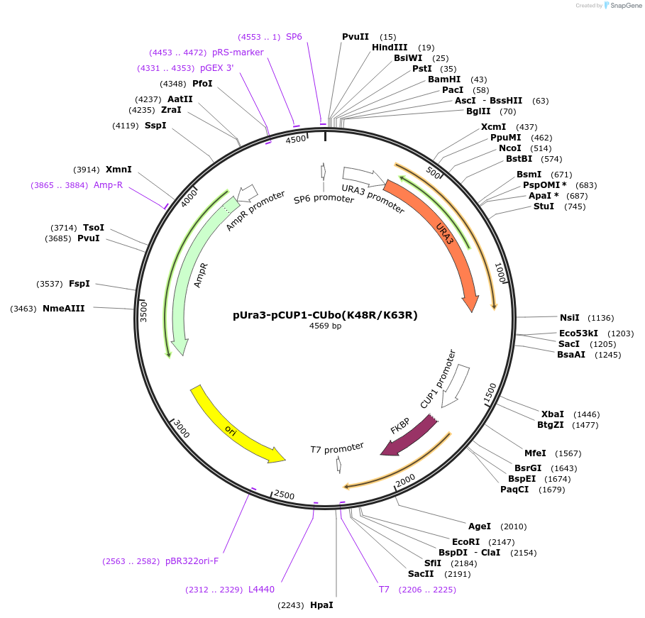 212765-plasmid-map-sequence-id-420252