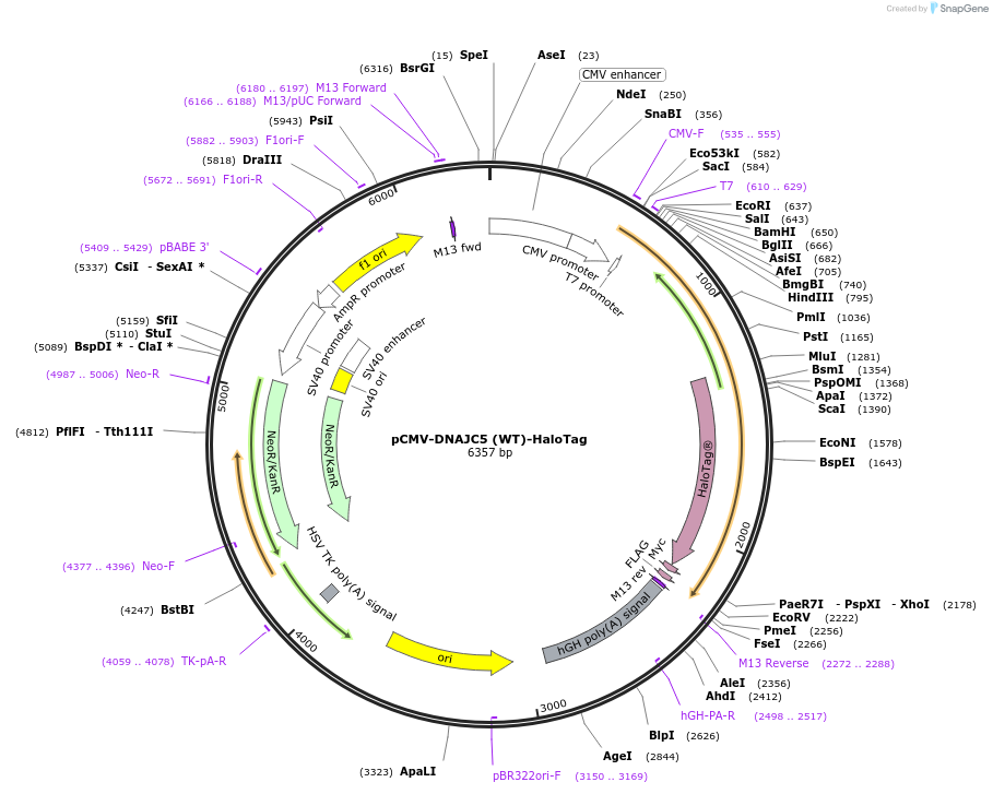 205710-plasmid-map-sequence-id-420266