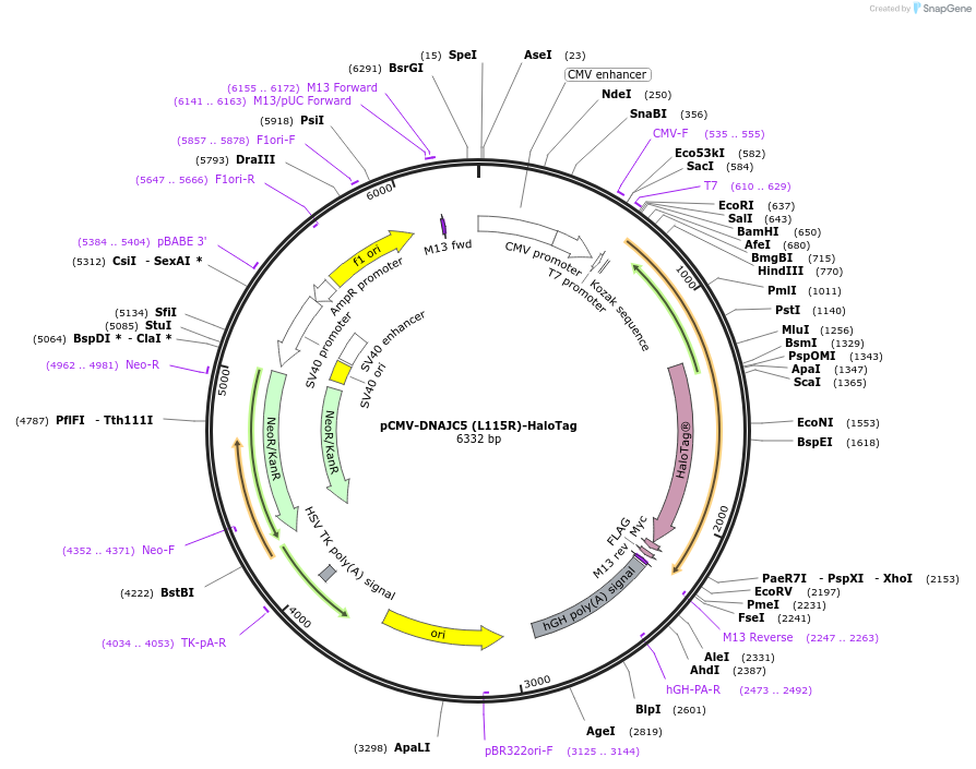 205711-plasmid-map-sequence-id-420267
