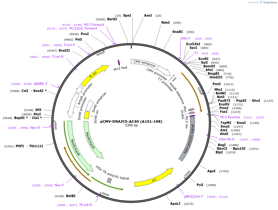 205723-plasmid-map-sequence-id-420268