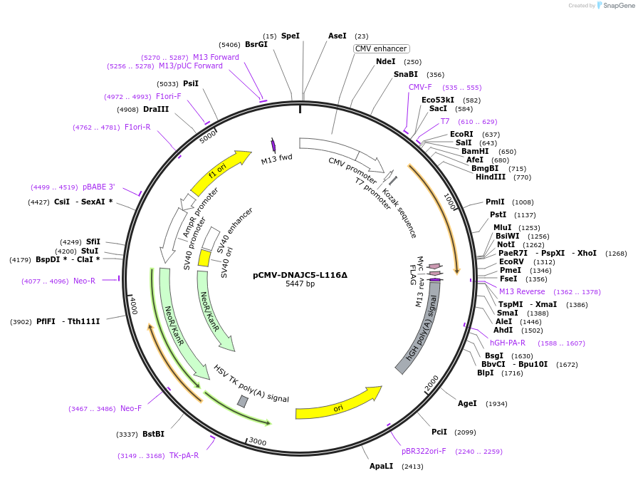 205709-plasmid-map-sequence-id-420271