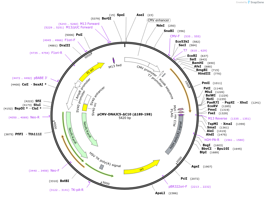 205720-plasmid-map-sequence-id-420272
