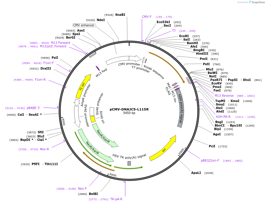 205708-plasmid-map-sequence-id-420273