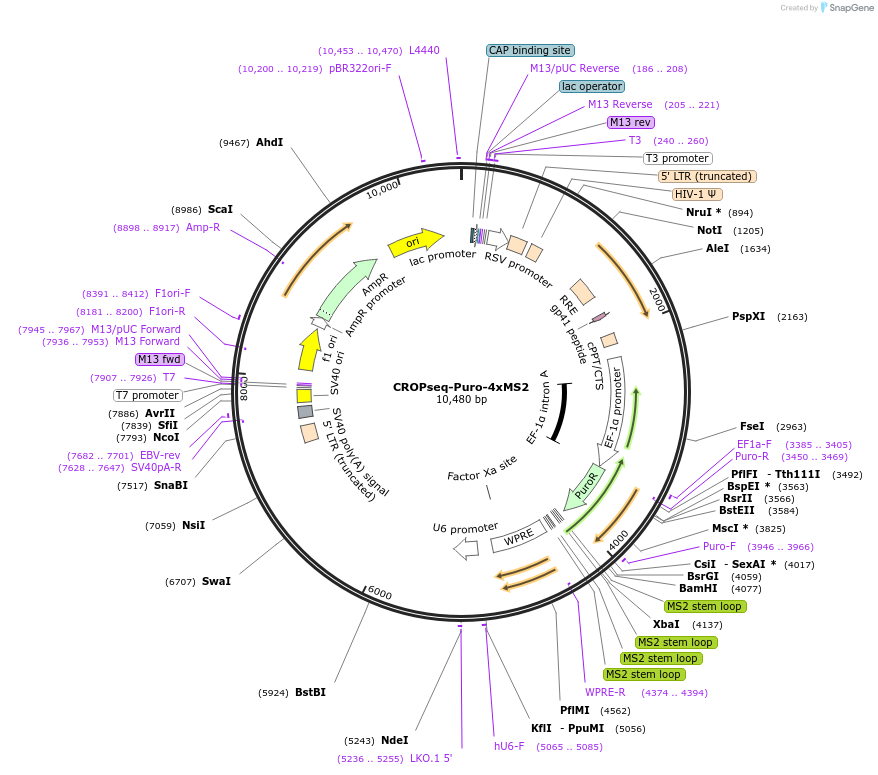 212626-plasmid-map-sequence-id-420274