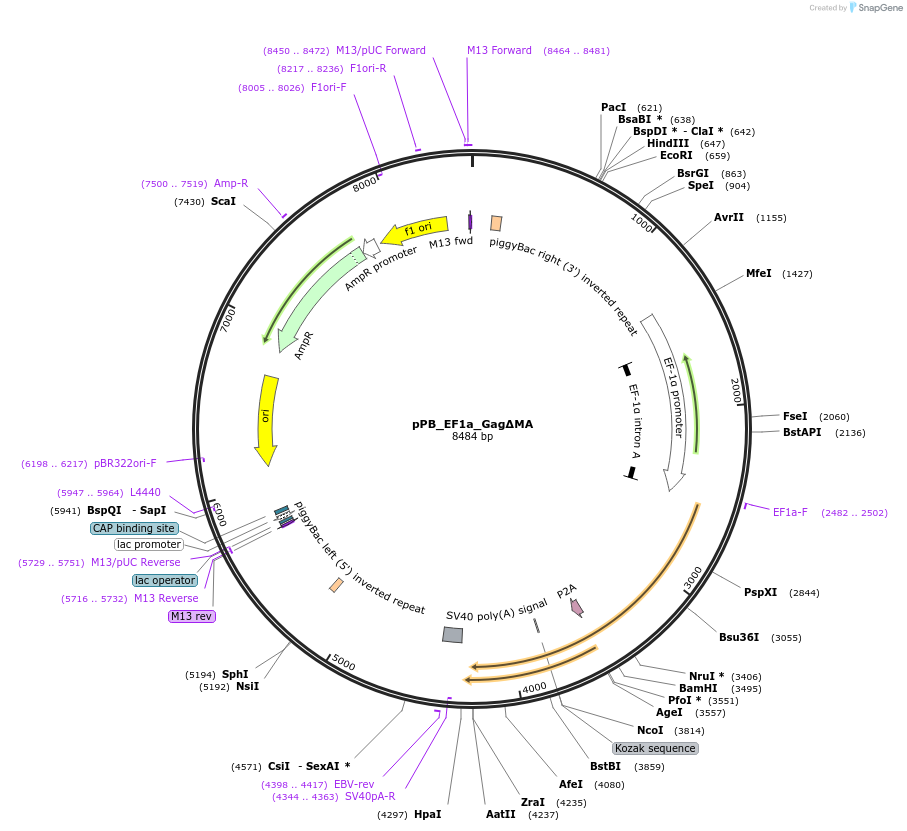 212654-plasmid-map-sequence-id-420275