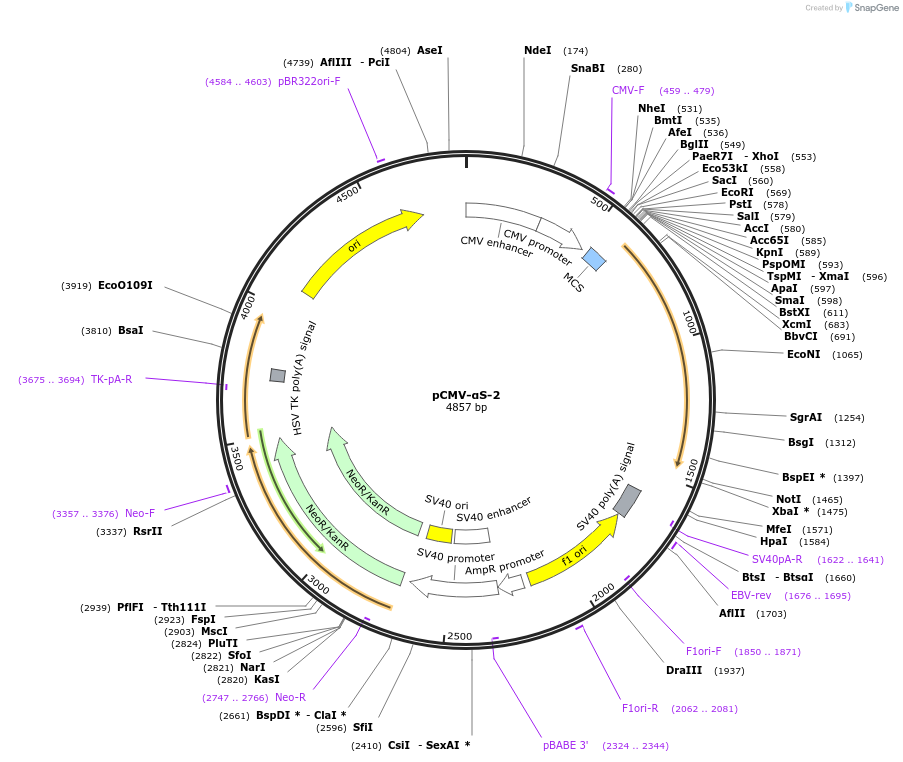 205706-plasmid-map-sequence-id-420299
