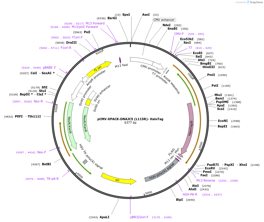 205712-plasmid-map-sequence-id-420300