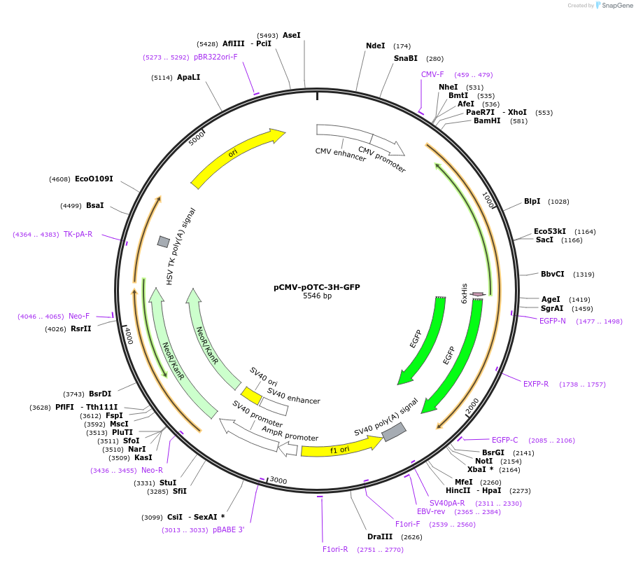 205725-plasmid-map-sequence-id-420302