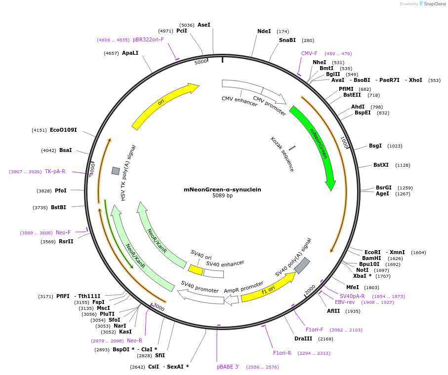 205713-plasmid-map-sequence-id-420308