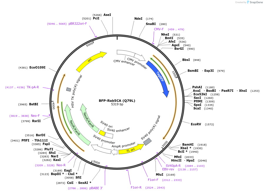 205705-plasmid-map-sequence-id-420309