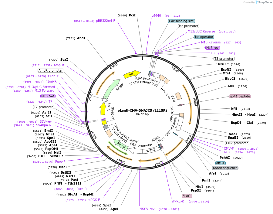 205728-plasmid-map-sequence-id-420310