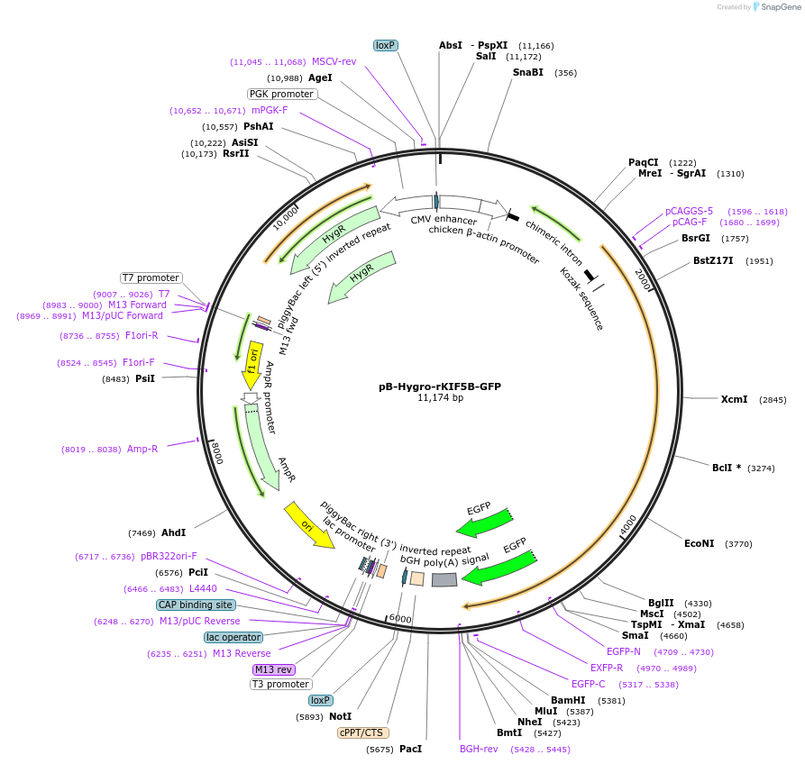 210335-plasmid-map-sequence-id-420337