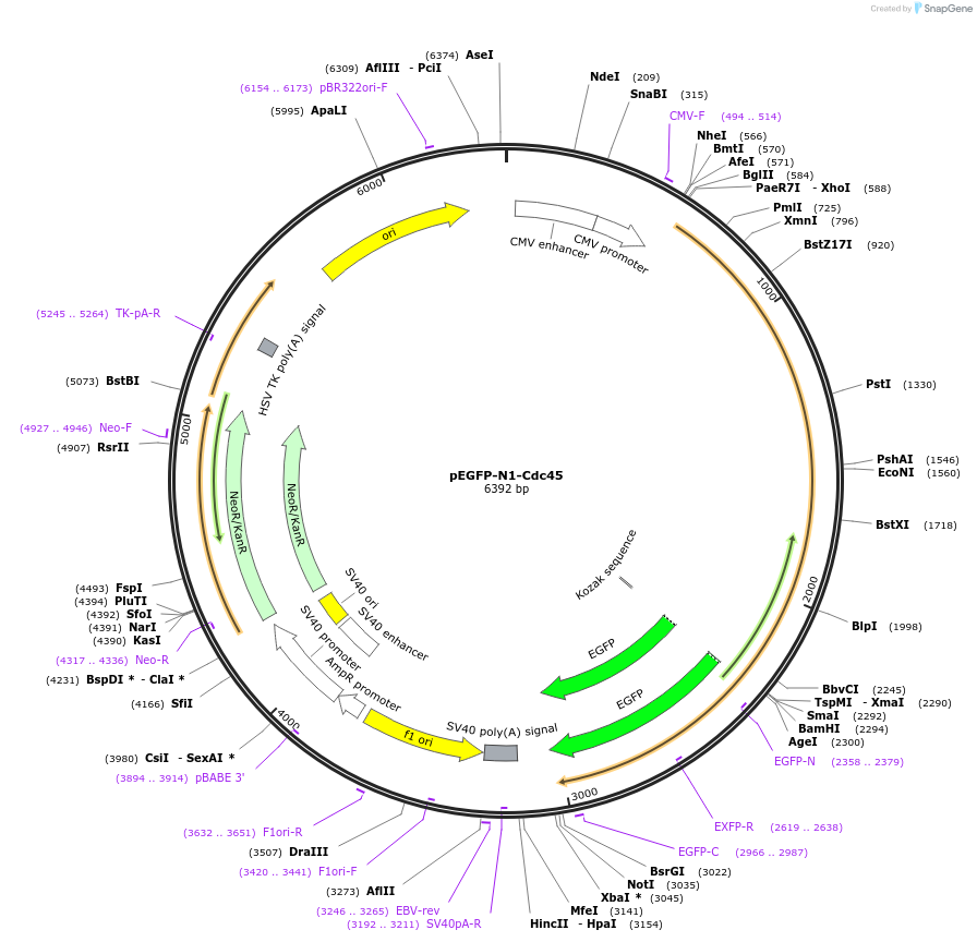 211426-plasmid-map-sequence-id-420341