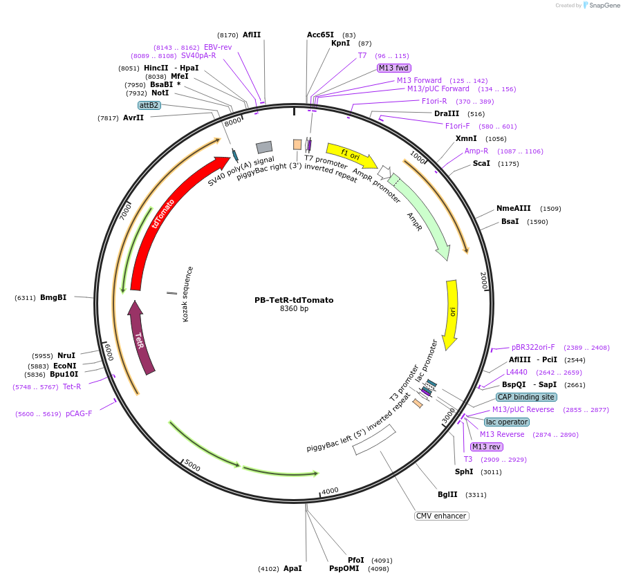 212958-plasmid-map-sequence-id-420342