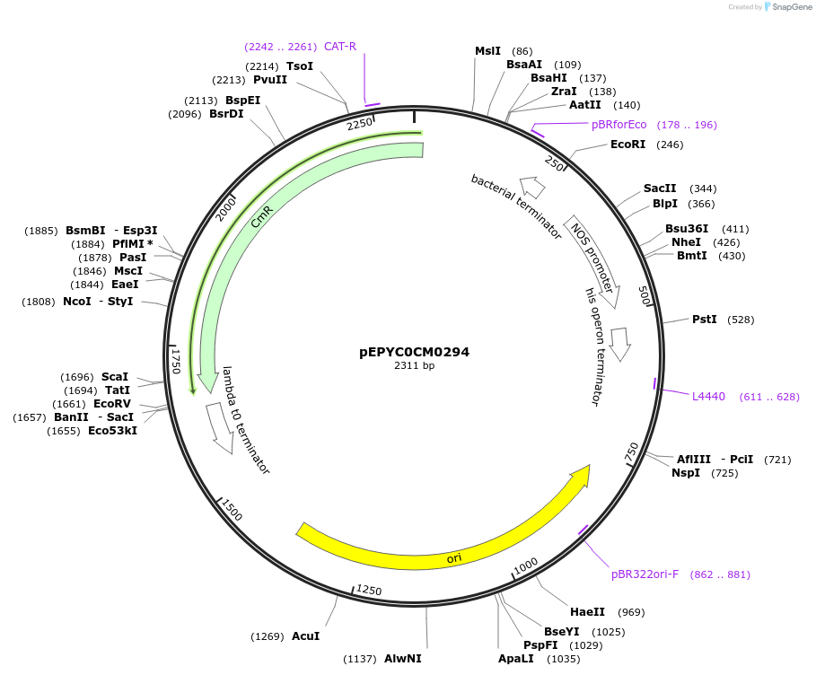 154500-plasmid-map-sequence-id-420343