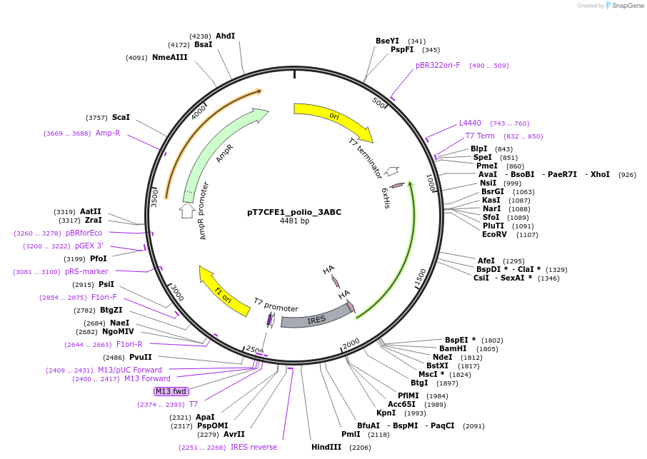 212986-plasmid-map-sequence-id-420355