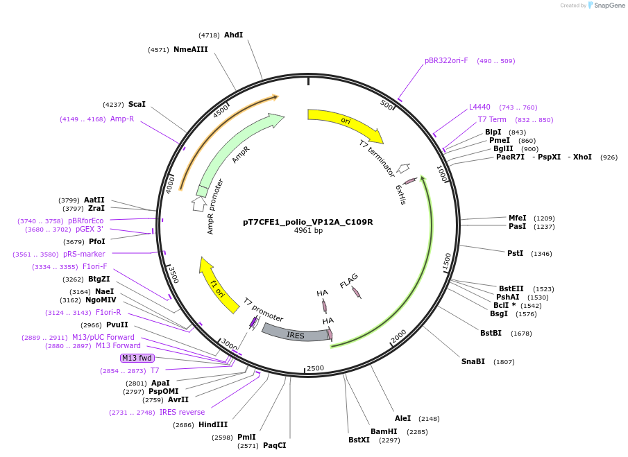 212987-plasmid-map-sequence-id-420359