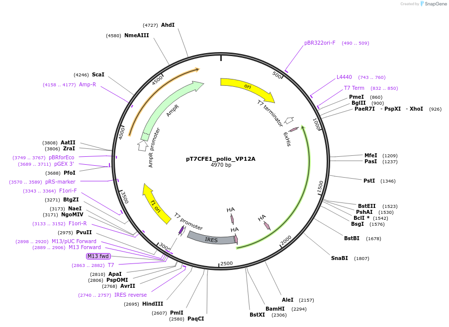 212988-plasmid-map-sequence-id-420361