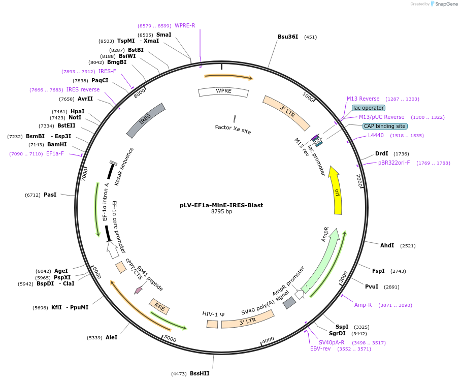 213115-plasmid-map-sequence-id-420367