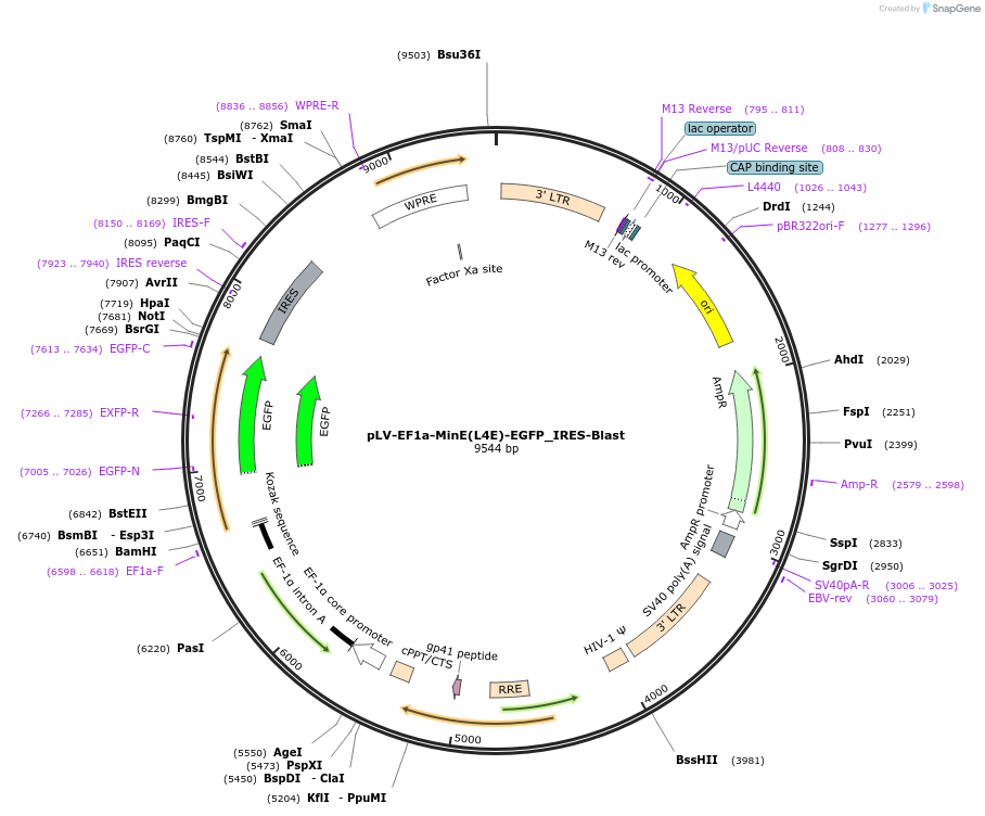 213117-plasmid-map-sequence-id-420372