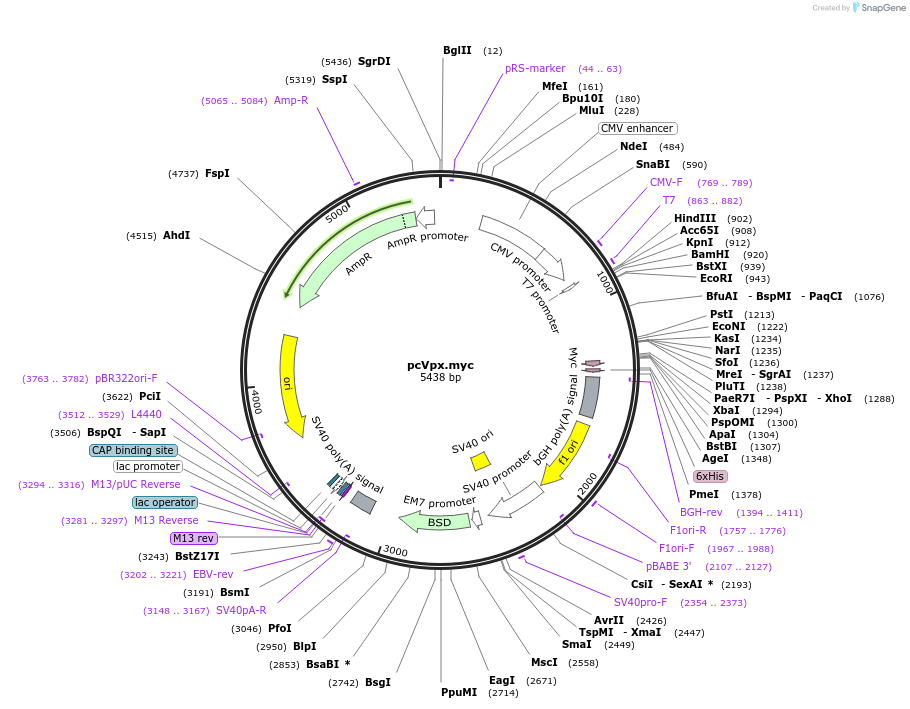 213388-plasmid-map-sequence-id-420374