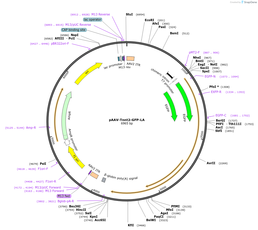 206198-plasmid-map-sequence-id-420379